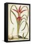 Jacobean or Aztec Lily (Sprekelia Formosissima)-null-Framed Stretched Canvas