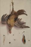 A Hen and a Kingfisher Hanging on a String (Oil on Canvas)-Jacobus Biltius-Giclee Print
