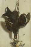 A Hen and a Kingfisher Hanging on a String (Oil on Canvas)-Jacobus Biltius-Giclee Print