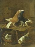 Pigeons-Jacomo Victors-Giclee Print