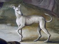 Dog-Jacopo Guarana-Giclee Print