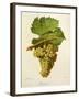Jacquere Grape-J. Troncy-Framed Giclee Print