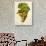 Jacquere Grape-J. Troncy-Giclee Print displayed on a wall