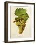 Jacquere Grape-J. Troncy-Framed Giclee Print