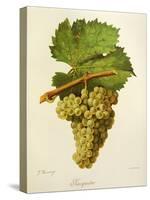 Jacquere Grape-J. Troncy-Stretched Canvas