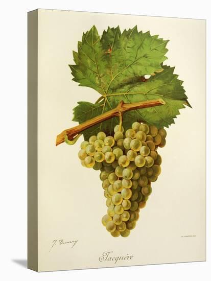 Jacquere Grape-J. Troncy-Stretched Canvas