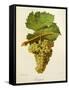 Jacquere Grape-J. Troncy-Framed Stretched Canvas