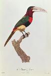 Parrot: Lory or Collared-Jacques Barraband-Giclee Print