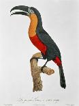 Toucan No.2, History of the Birds of Paradise by Francois Levaillant, Engraved by J.L. Peree-Jacques Barraband-Giclee Print