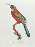 Purple-Naped Lory-Jacques Barraband-Giclee Print