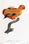 Great Jacamar, Engraved by Gromillier-Jacques Barraband-Giclee Print