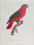 Red Bird of Paradise, Paradisaea Rubra-Jacques Barraband-Giclee Print
