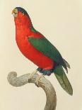 Parrot: Lory or Collared-Jacques Barraband-Framed Giclee Print