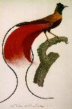 Parrot: Lory or Collared-Jacques Barraband-Giclee Print