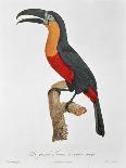 Toucan No.2, History of the Birds of Paradise by Francois Levaillant, Engraved by J.L. Peree-Jacques Barraband-Giclee Print