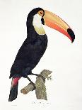 Toucan No.2, History of the Birds of Paradise by Francois Levaillant, Engraved by J.L. Peree-Jacques Barraband-Giclee Print