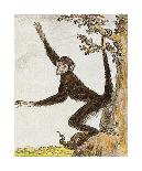 Monkey IV-Jacques de Seve-Premium Giclee Print