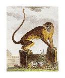 Monkey I-Jacques de Seve-Premium Giclee Print