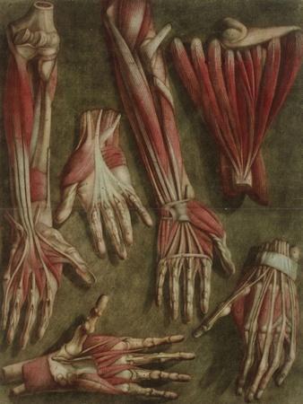 A Group of Dissected Hands, 1745-46