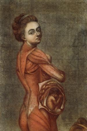 Anatomical Illustration in Colour of a Pregnant Female, 1778