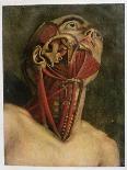 Cross-Section of the Right Hand Side of the Neck and Face, circa 1745-Jacques Fabien Gautier d'Agoty-Giclee Print