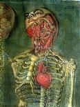 Throat and Heart, Plate Anatomy of the Visceras, Dissected, Painted and Engraved by Gautier, 1745-Jacques Fabien Gautier d'Agoty-Giclee Print