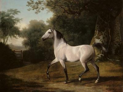 A Grey Arab Stallion in a Wooded Landscape