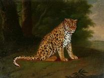 A Leopard in a Landscape-Jacques-Laurent Agasse-Giclee Print