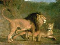 A Tiger and Tigress at the Exeter 'Change Menagerie in 1808-Jacques-Laurent Agasse-Framed Giclee Print