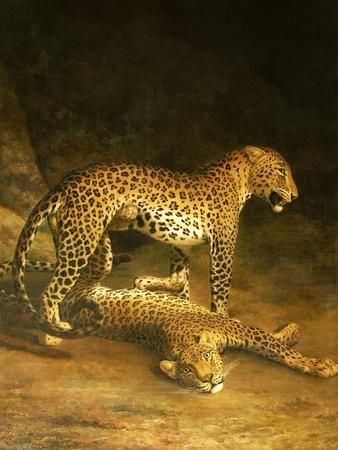 Two Leopards Lying in the Exeter Exchange, 1808