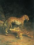 Two Leopards Playing-Jacques Laurent-Mounted Art Print