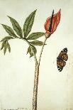 Vetch and Black Veined White Butterfly-Jacques Le Moyne De Morgues-Giclee Print