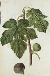 Botanical Study of a Peony-Jacques Le Moyne De Morgues-Giclee Print