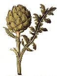 Botanical Study of a Globe Artichoke-Jacques Le Moyne De Morgues-Giclee Print