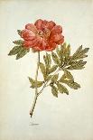 Botanical Study of a Peony-Jacques Le Moyne De Morgues-Giclee Print