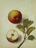 Botanical Study of a Fig-Jacques Le Moyne De Morgues-Giclee Print