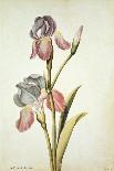 Botanical Study of a Violet-Jacques Le Moyne De Morgues-Giclee Print