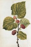 Botanical Study of a Fig-Jacques Le Moyne De Morgues-Giclee Print