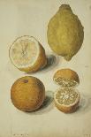 Botanical Study of Oranges and Lemons-Jacques Le Moyne De Morgues-Giclee Print