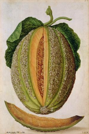 Melon, C.1568