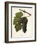 Jacquez Grape-J. Troncy-Framed Giclee Print