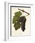 Jacquez Grape-J. Troncy-Framed Giclee Print