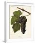 Jacquez Grape-J. Troncy-Framed Giclee Print