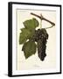 Jacquez Grape-J. Troncy-Framed Giclee Print