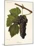 Jacquez Grape-J. Troncy-Mounted Giclee Print