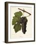 Jacquez Grape-J. Troncy-Framed Giclee Print