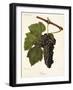 Jacquez Grape-J. Troncy-Framed Giclee Print