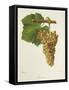 Jacquot Grape-J. Troncy-Framed Stretched Canvas