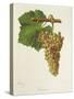 Jacquot Grape-J. Troncy-Stretched Canvas