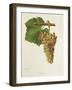 Jacquot Grape-J. Troncy-Framed Giclee Print